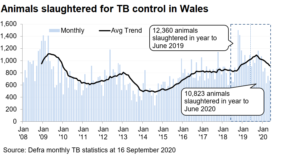 Chart showing the trend in animals slaughtered for TB control in Wales since 2008. 10,823 animals were slaughtered in the 12 months to June 2020, a decrease of 12% compared with the previous 12 months.