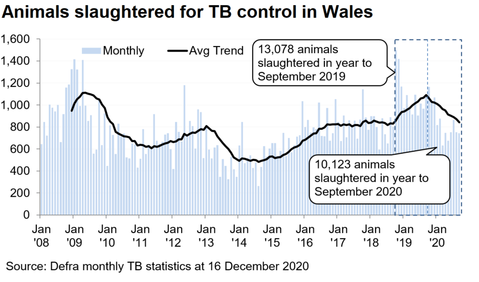 Chart showing the trend in animals slaughtered for TB control in Wales since 2008. 10,123 animals were slaughtered in the 12 months to September 2020, a decrease of 23% compared with the previous 12 months.