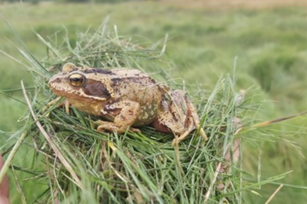 a photograph of a common frog