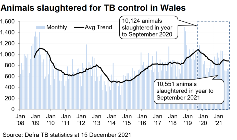 Chart showing the trend in animals slaughtered for TB control in Wales since 2008. 10,551 animals were slaughtered in the 12 months to September 2021, an increase of 4% compared with the previous 12 months.