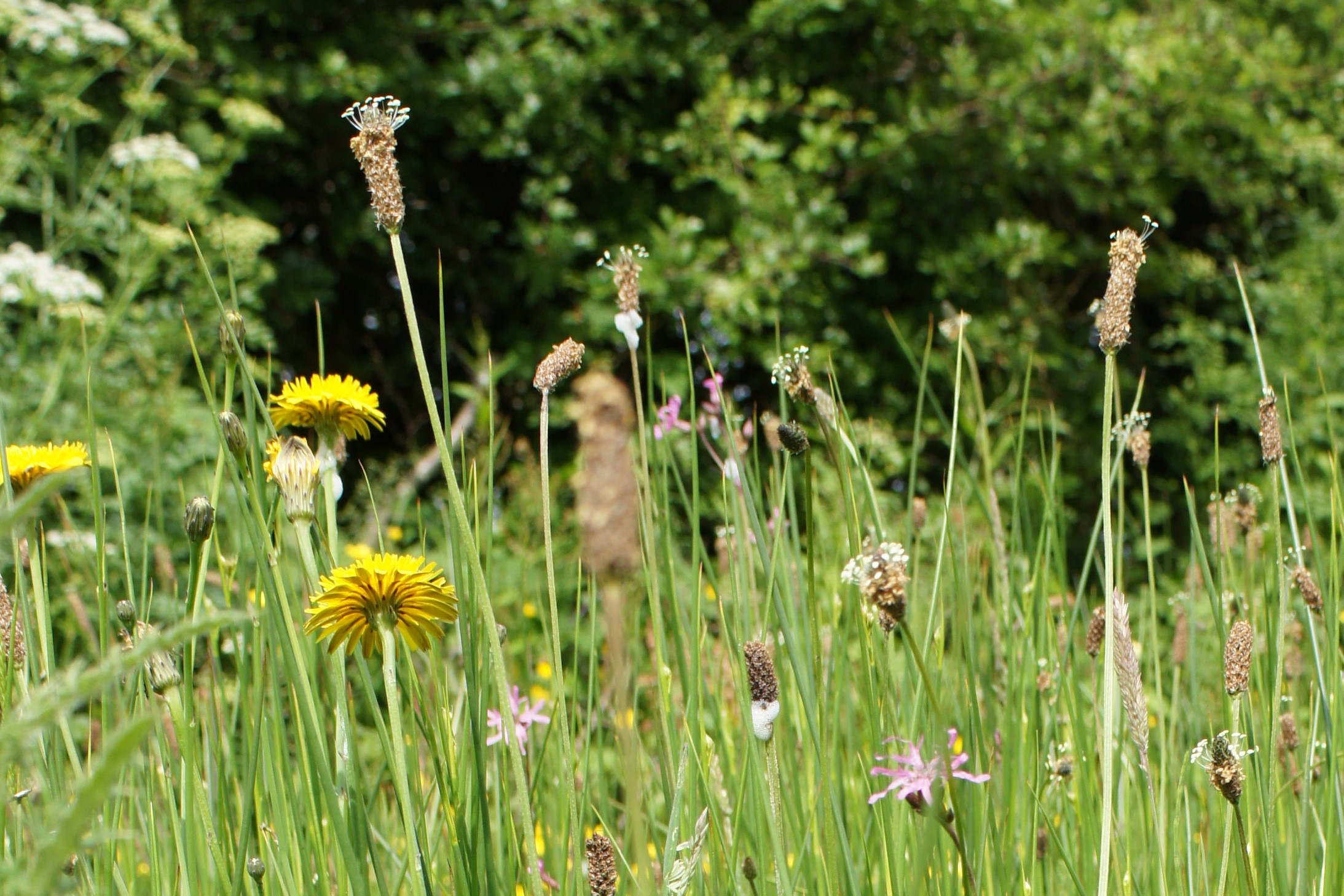 Wildflowers on the side of the road.