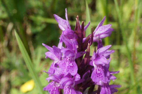 Wildflowers on the side of the A483 in Ammanford.