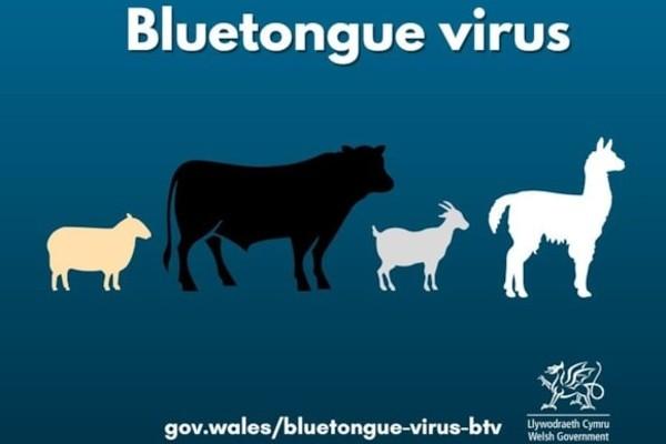 Bluetongue virus