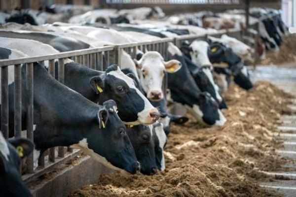 Cows eating